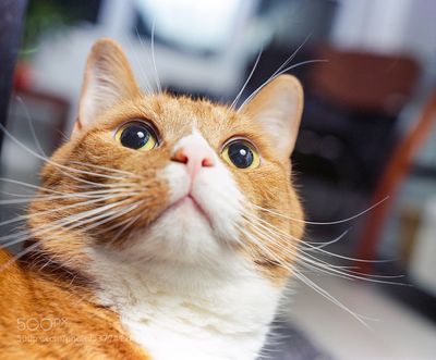Cat's Eyes by Ash Furrow on 500px.com