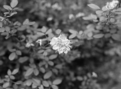 Flower 1