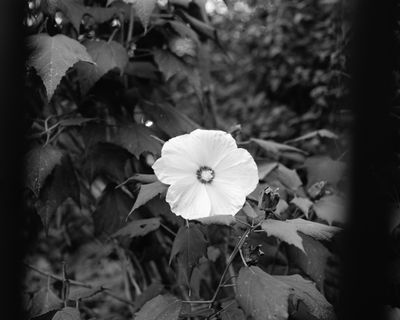 Flower 2