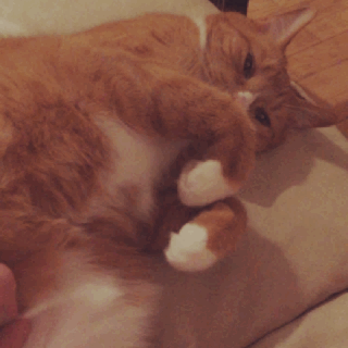 This is my actual cat, Dave.